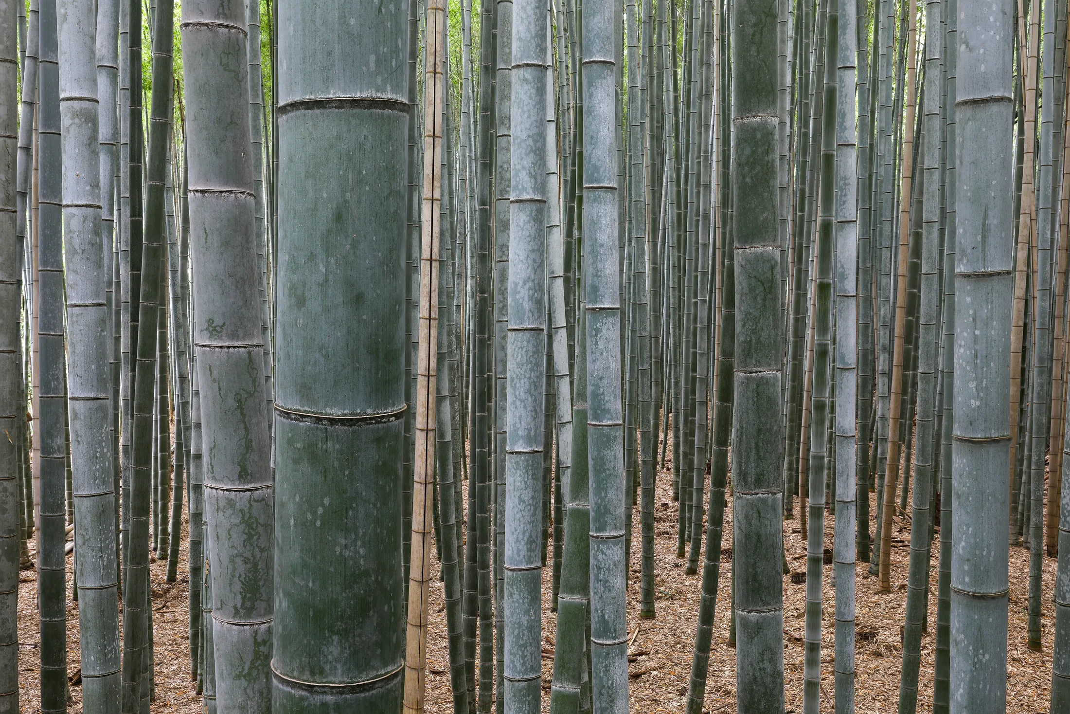 Daytime exterior of Bamboo Forest, Arashiyama, Kyoto, Japan