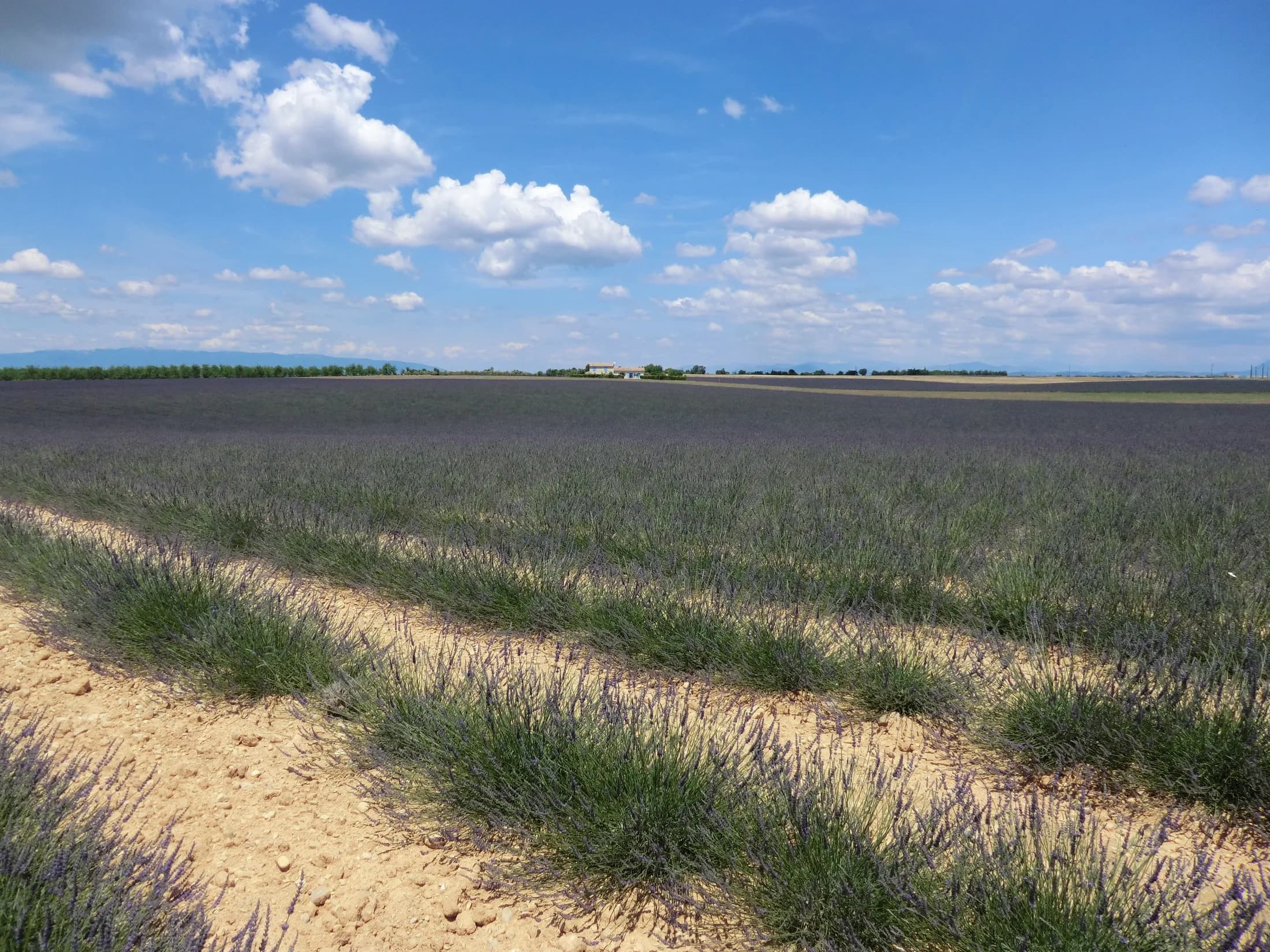 Lavender fields of Provence