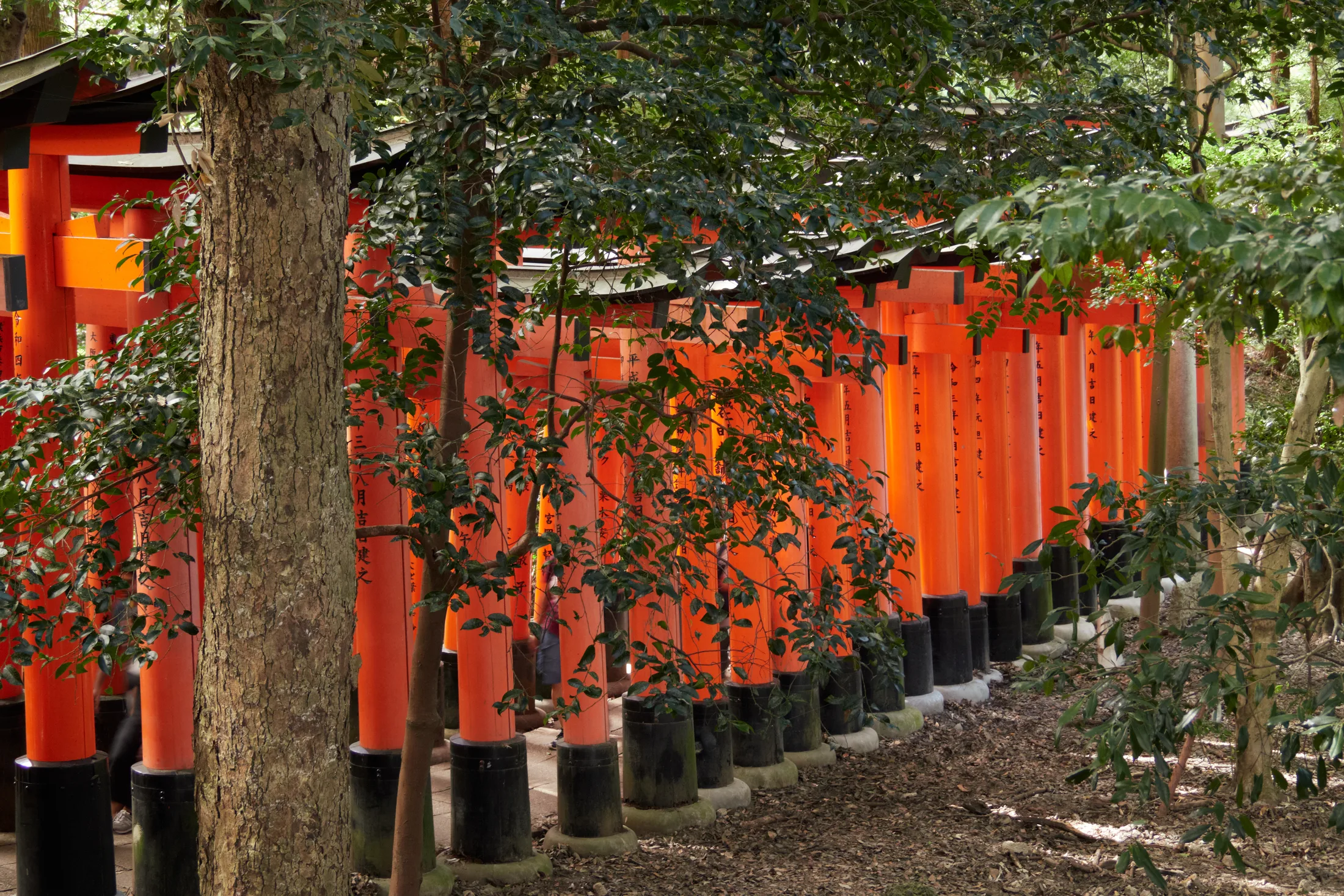 Daytime exterior of Fushimi Inari Taisha- Part II - FushimiInari246